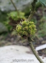 wbgarden dwarf conifers 3